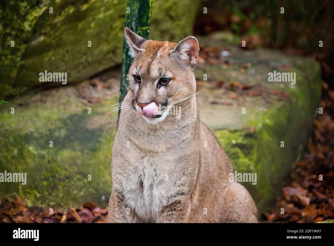 Cougar - Puma at the Zooparc Of Beauval in Saint-Aignan-sur-Cher, France on january 27, 2020. Photo by Nasser Berzane/ABACAPRESS.COM Stock Photo