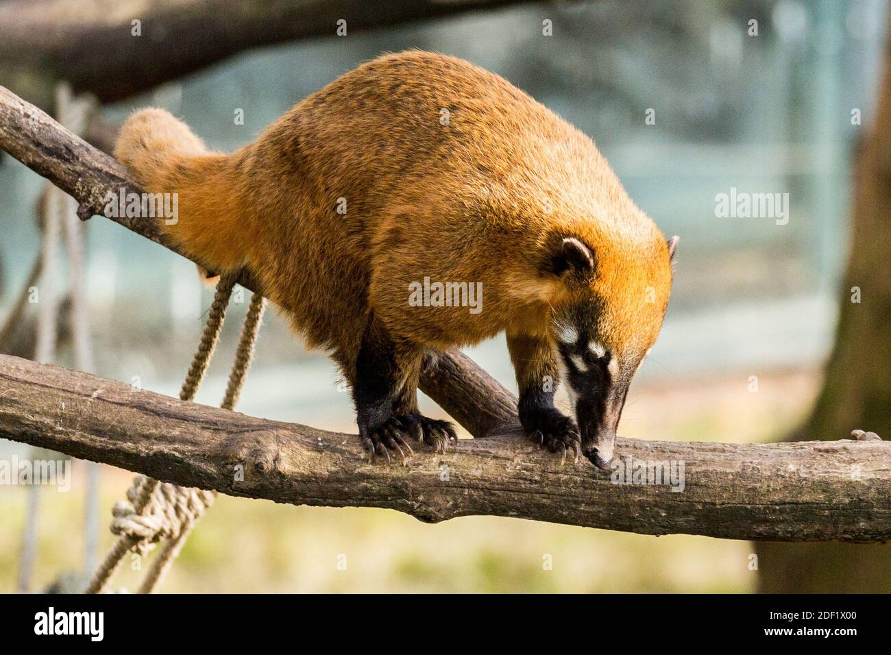 South American Coati - Coatis Roux at the Zooparc Of Beauval in Saint-Aignan-sur-Cher, France on january 27, 2020. Photo by Nasser Berzane/ABACAPRESS.COM Stock Photo