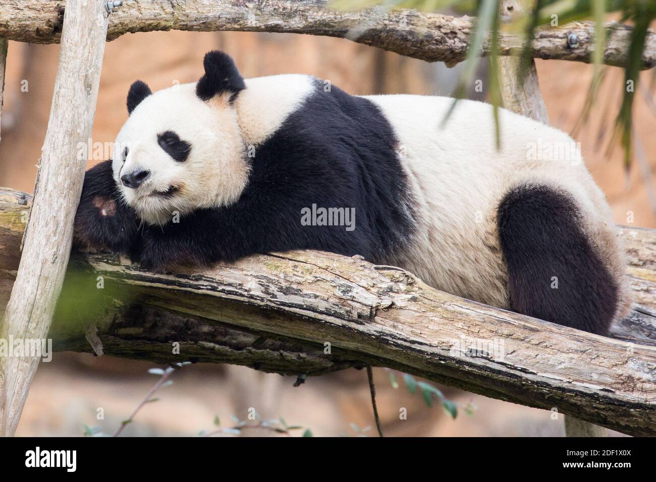 Pandas G ants Hi res Stock Photography And Images Alamy