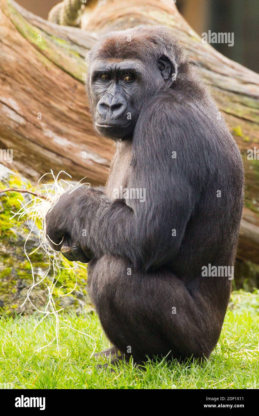 Gorilla - Gorilles at the Zooparc Of Beauval in Saint-Aignan-sur-Cher, France on january 27, 2020. Photo by Nasser Berzane/ABACAPRESS.COM Stock Photo