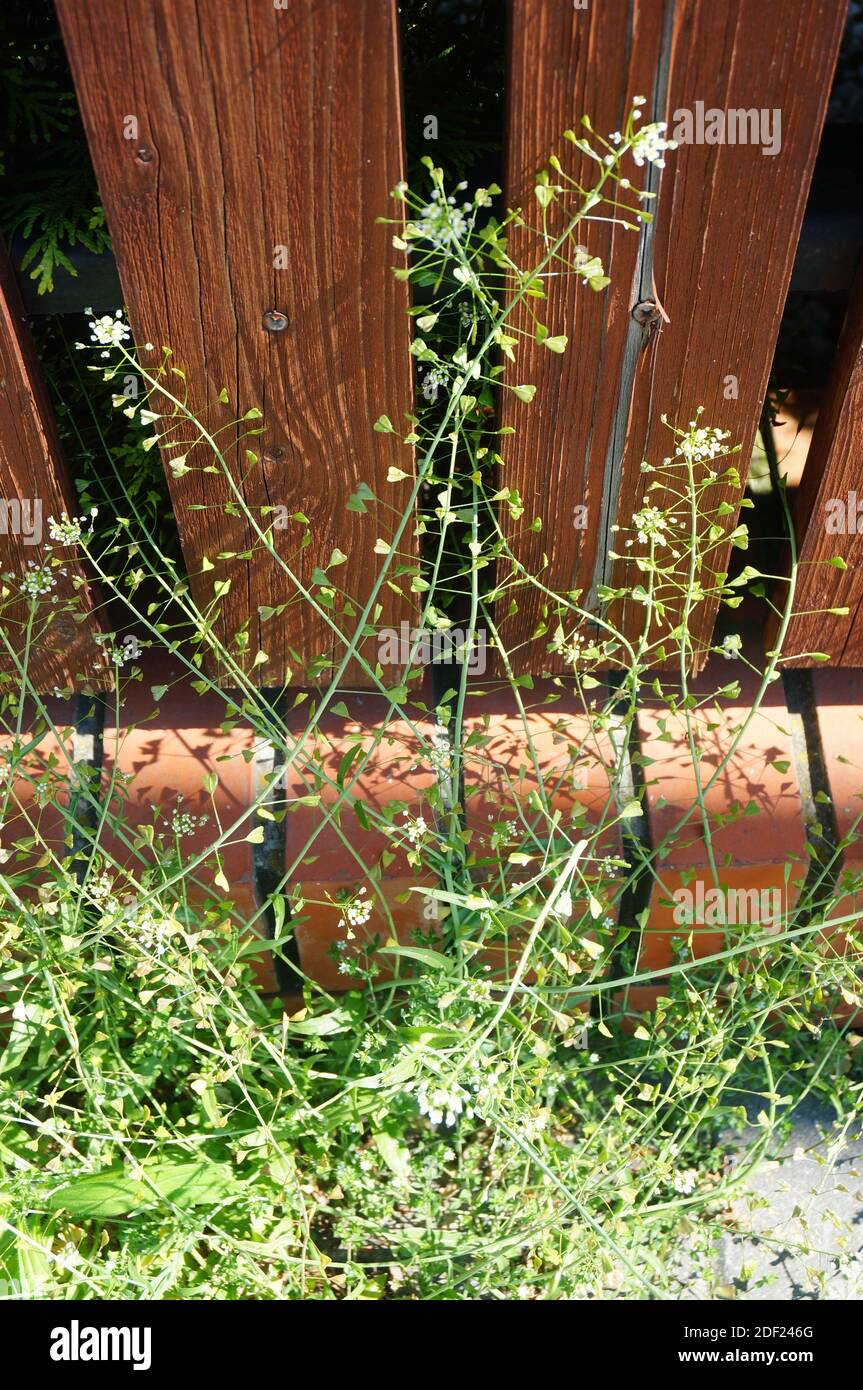 Garden weeds against wall hi-res stock photography and images - Alamy
