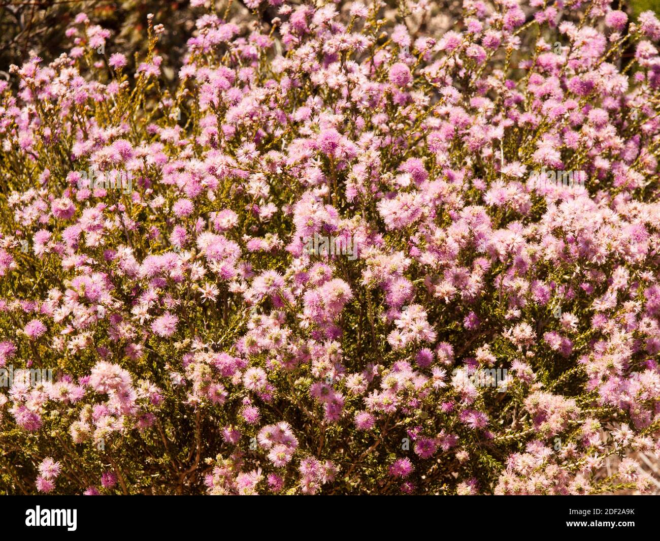 Closeup of Pink Melaleuca spp (honey myrtle) flowers on a roadside verge near Moora, Western Australia Stock Photo