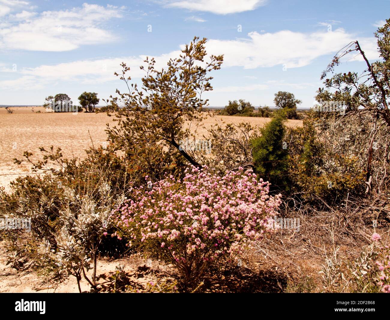 Kwongan heathlands wildflowers on a roadside verge near Moora, Western Australia including a pink flowering Melaleuca spp. Stock Photo