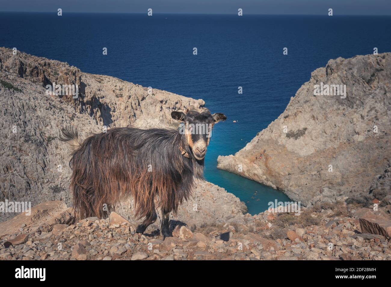 Goats over Seitan Limania Beach near Chania, Greece Stock Photo