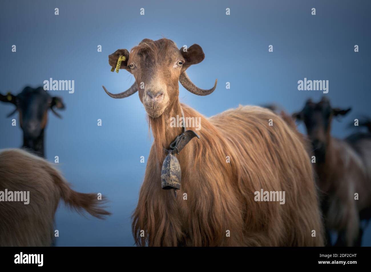 Goats near Sfinari, West Crete, Greece Stock Photo