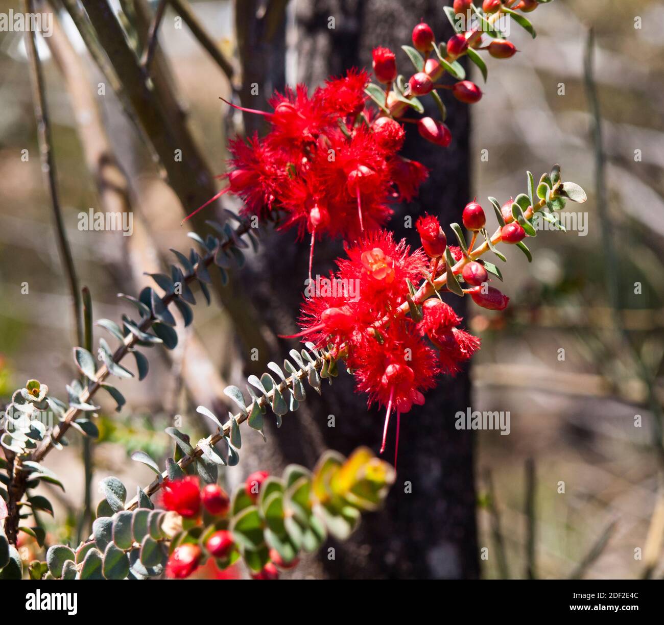 Closeup of Scarlet featherflowers (Verticordia grandis) wildflowers on roadside verge near Moora, Western Australia. Stock Photo