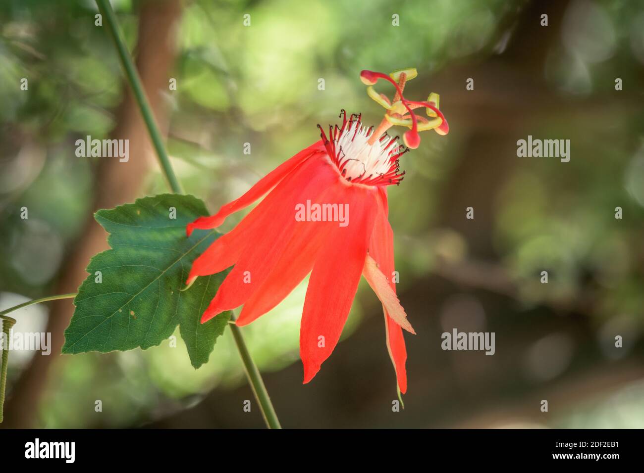 Flower of Erythrina Crista-Gall (Coral Tree) at Crete, Greece Stock Photo