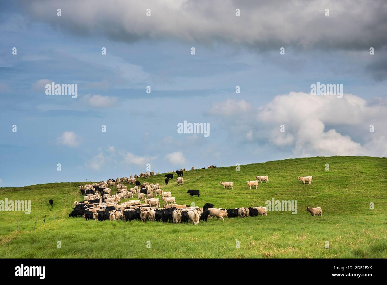 Cattle in pasture, Mana Road, Parker Ranch, Big Island of Hawaii. Stock Photo
