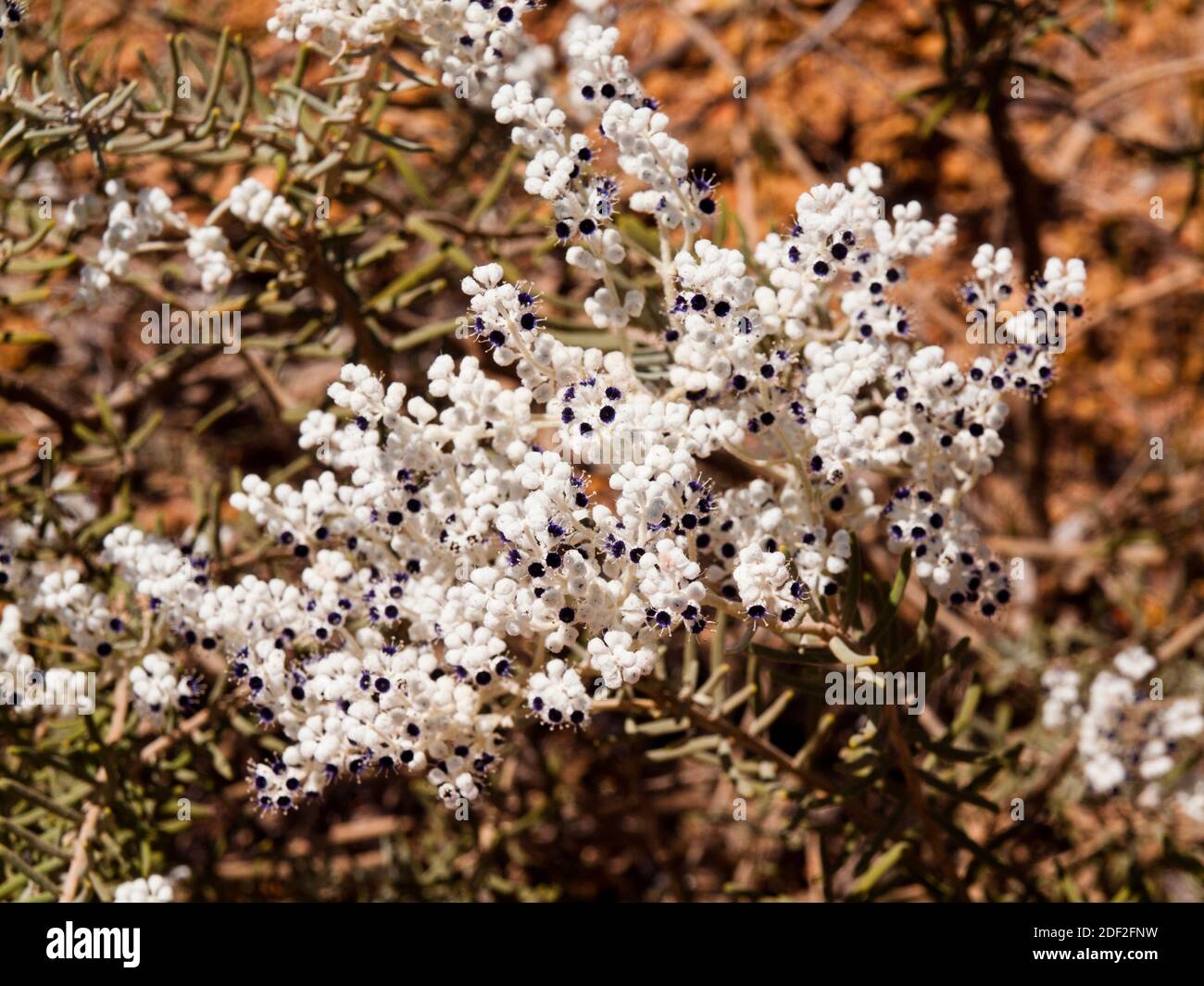 White flowers of Lachnostachys eriobotrya (Lambswool) on roadside verge near Moora, Western Australia. Stock Photo
