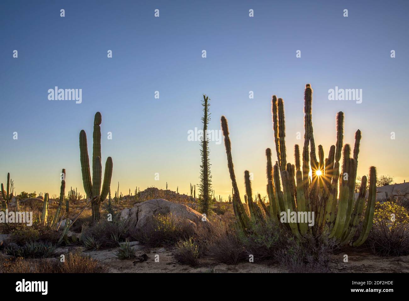 Cacti and Boojum trees in Valle de los Cirios, Catavina Desert, Baja California, Mexico. Stock Photo