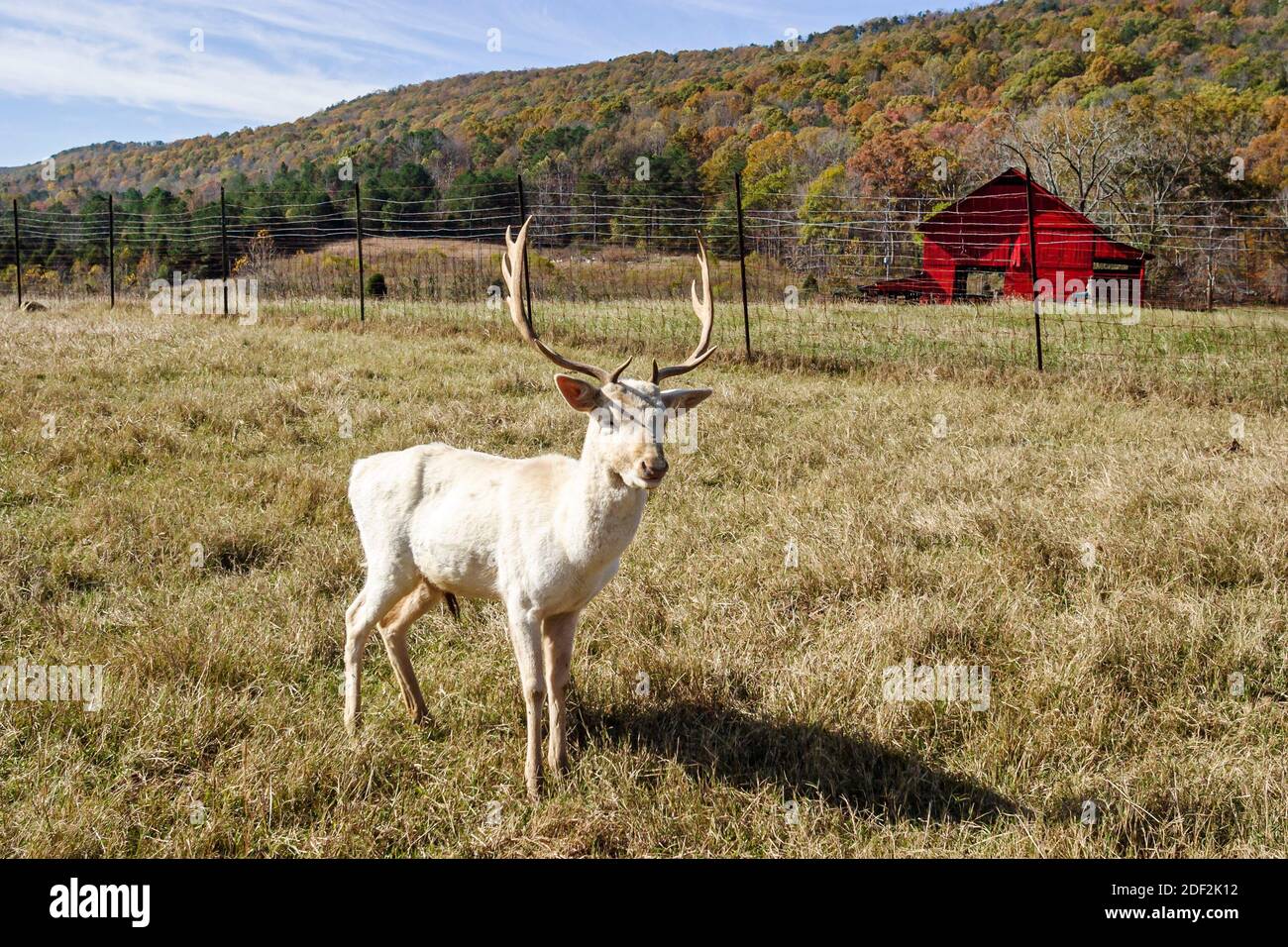 Alabama Valley Head Sequoyah Caverns white fallow deer,antlers Lookout Mountain, Stock Photo