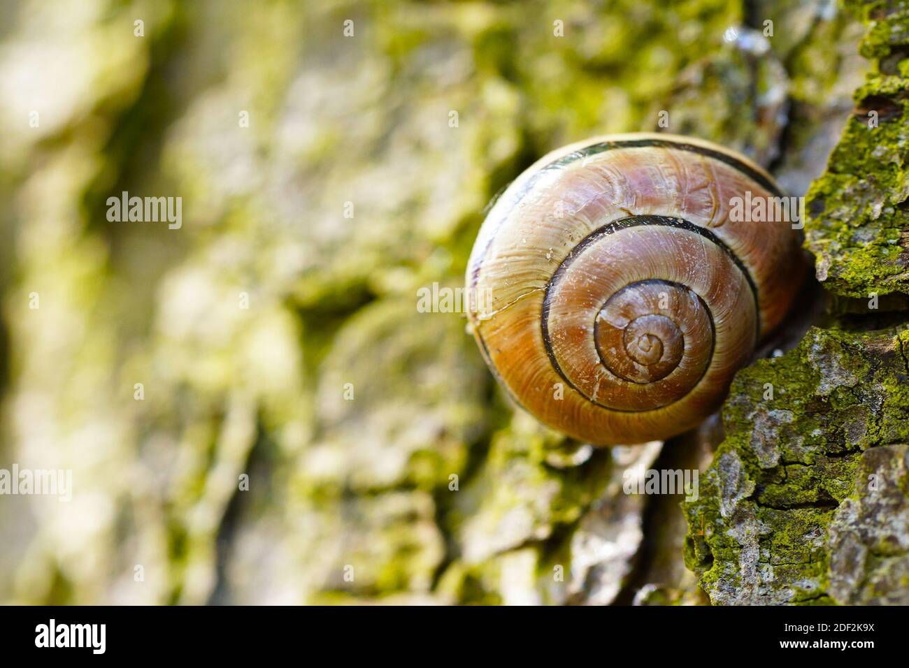 A closeup shot of a snail on a rock Stock Photo