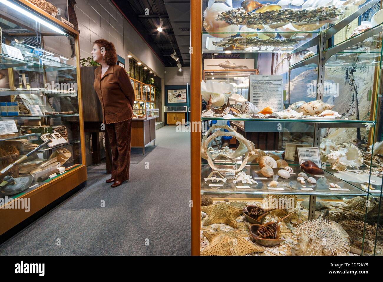 Alabama Decatur Cook's Natural Science Museum,exhibits collection seashells inside interior woman female visitor looking, Stock Photo