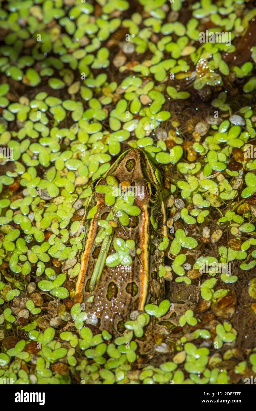 Adult Plains Leopard Frog (Lithobates blairi) hides among green duckweed in wetlands cattatil marsh, Castle Rock Colorado USA. Stock Photo