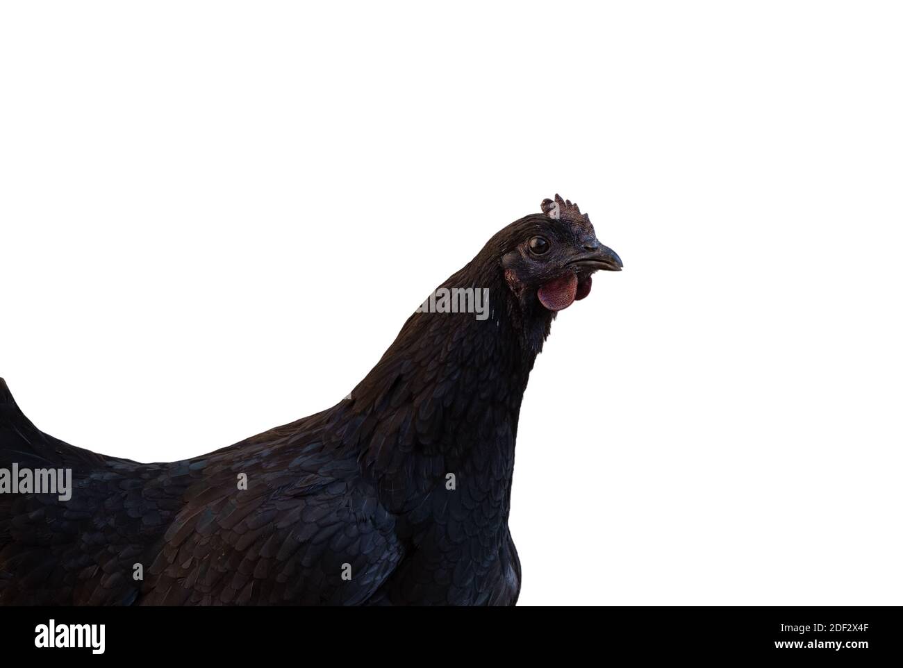 Black laying hen with dark comb isolated on white background Stock Photo