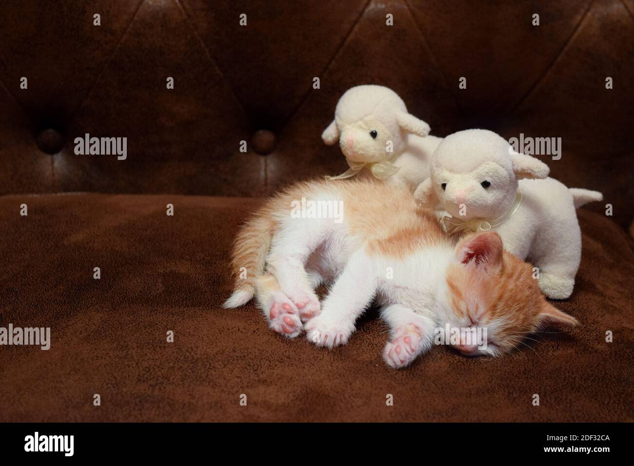 Kitten sleeping flowers hires stock photography and images Alamy
