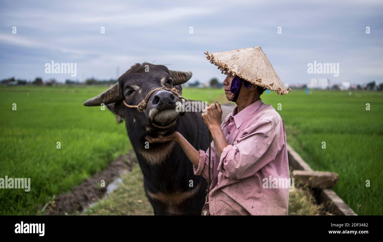 Water ox hires stock photography and images Alamy