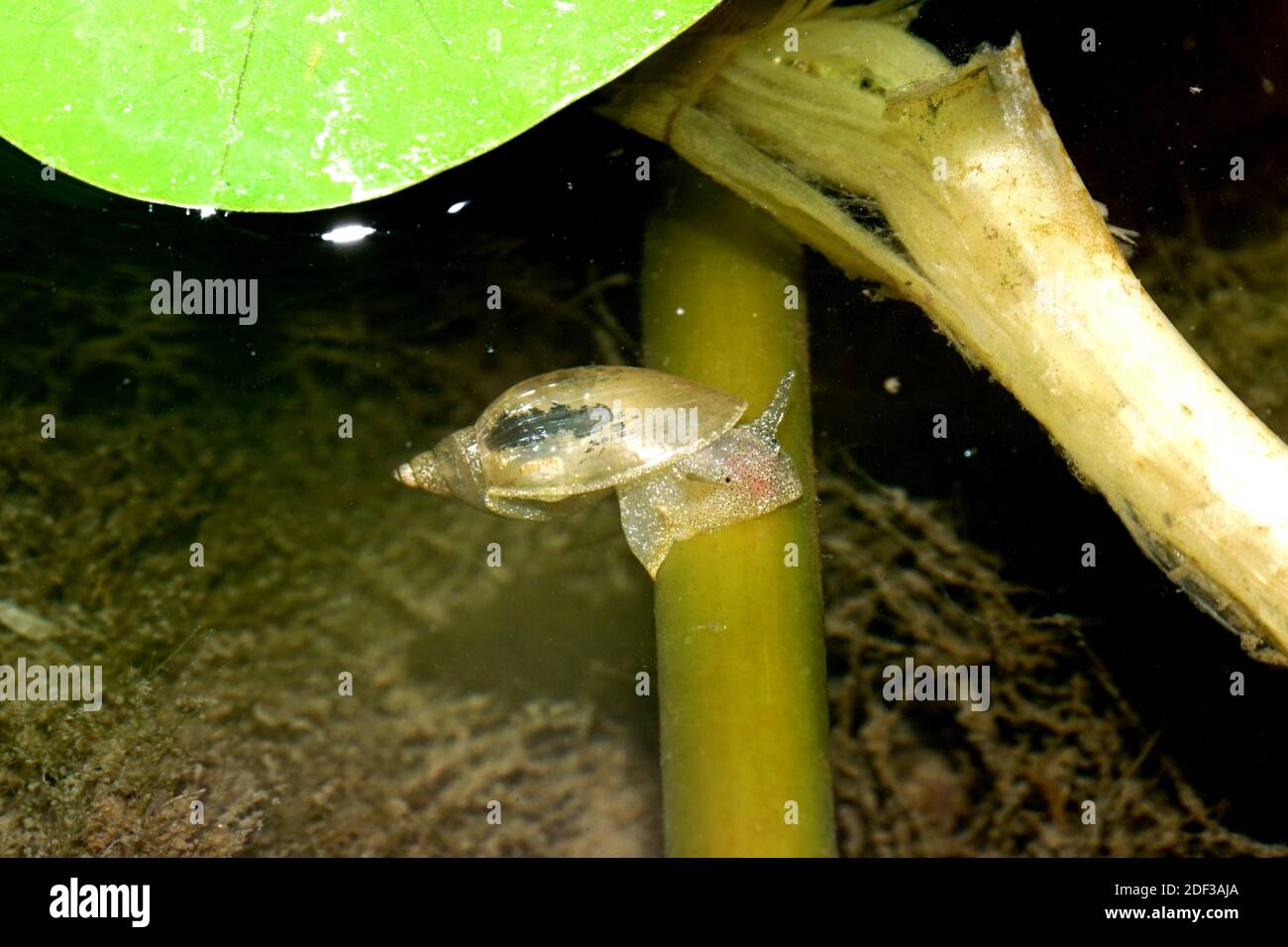 A small snail stand still on the leaves lotus under water. Stock Photo