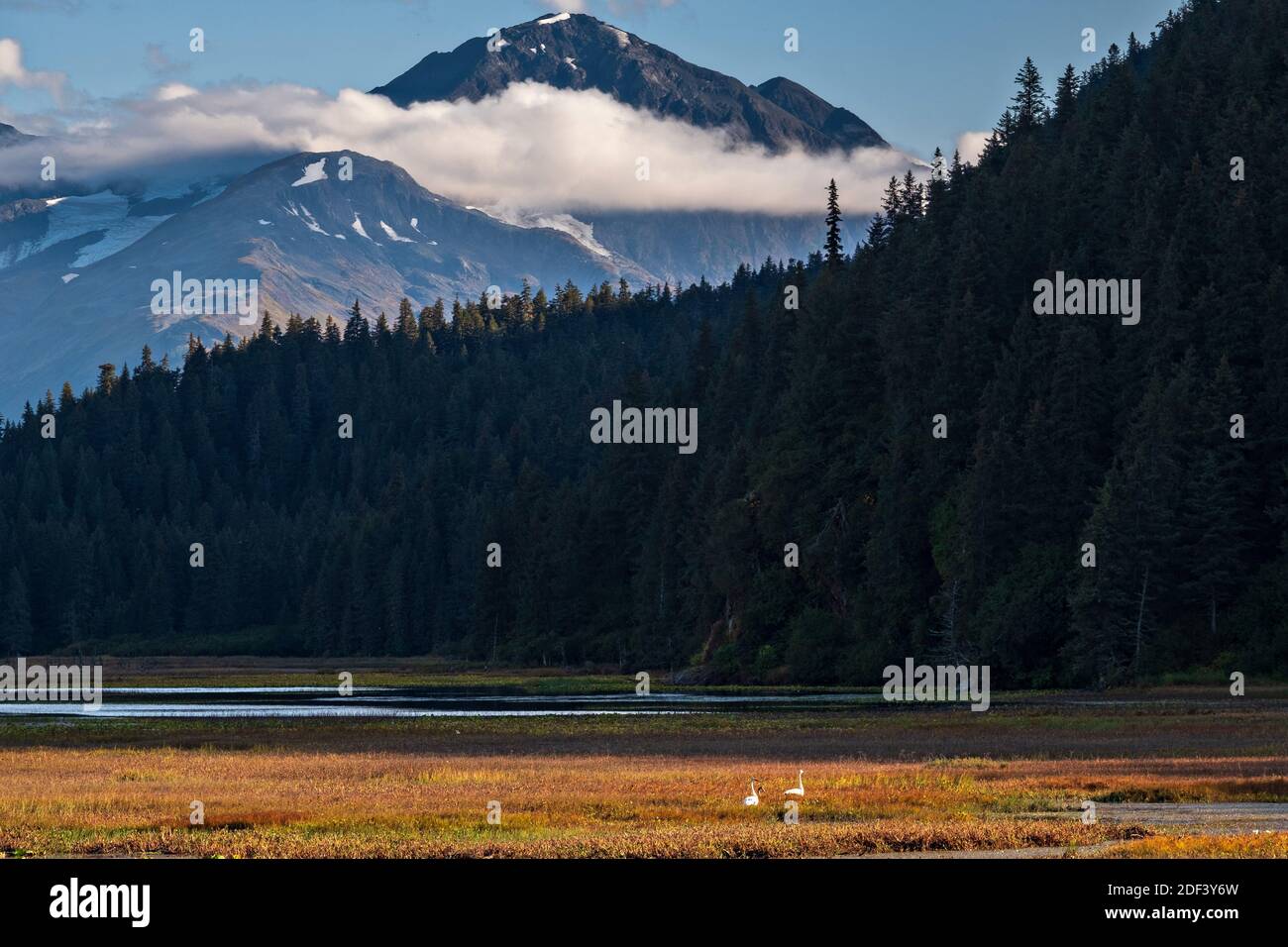 A pair of trumpeter swans swim in the Potter Creek marsh with the