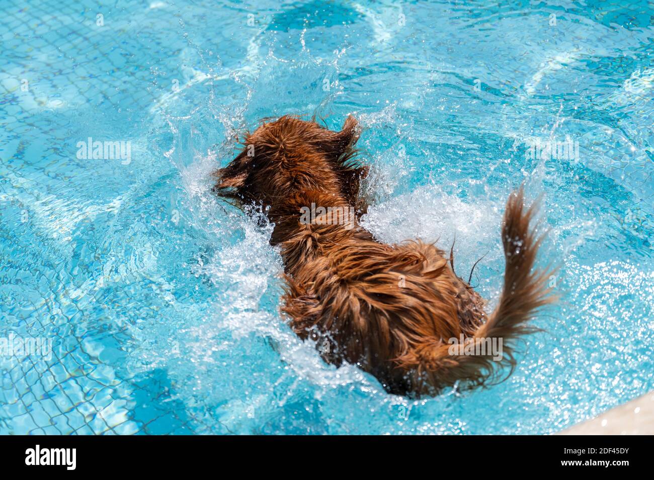 The moment the Golden Retriever jumps into the water Stock Photo - Alamy
