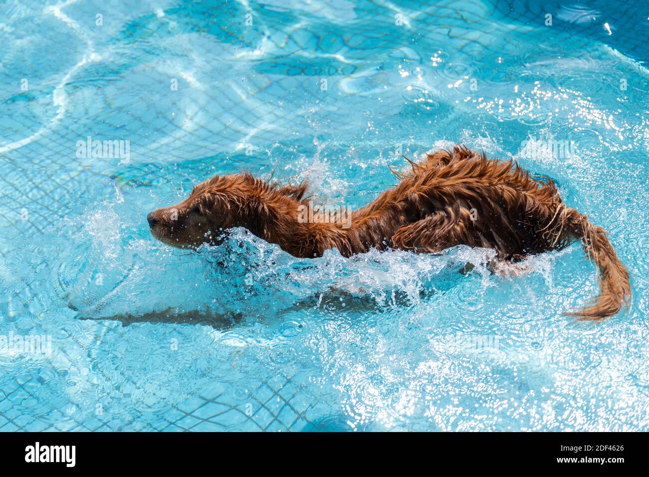 The moment the Golden Retriever jumps into the water Stock Photo - Alamy