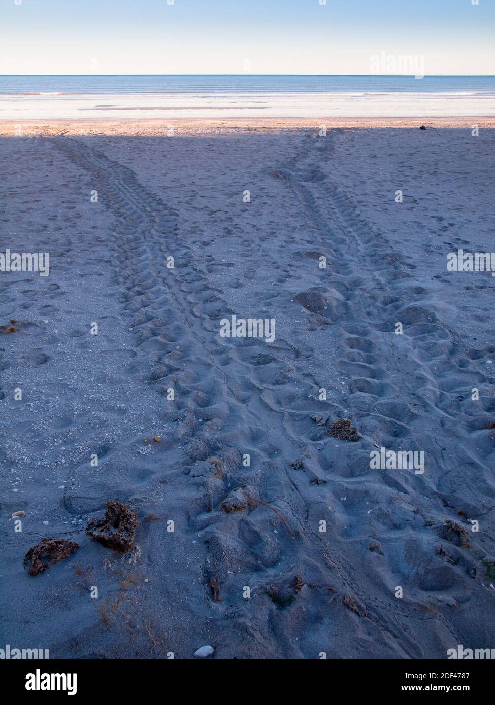 Flatback turtle (Natator depressus) tracks in the sand of 80 Mile Beach, on the Indian Ocean, Pilbara, Western Australia. Stock Photo