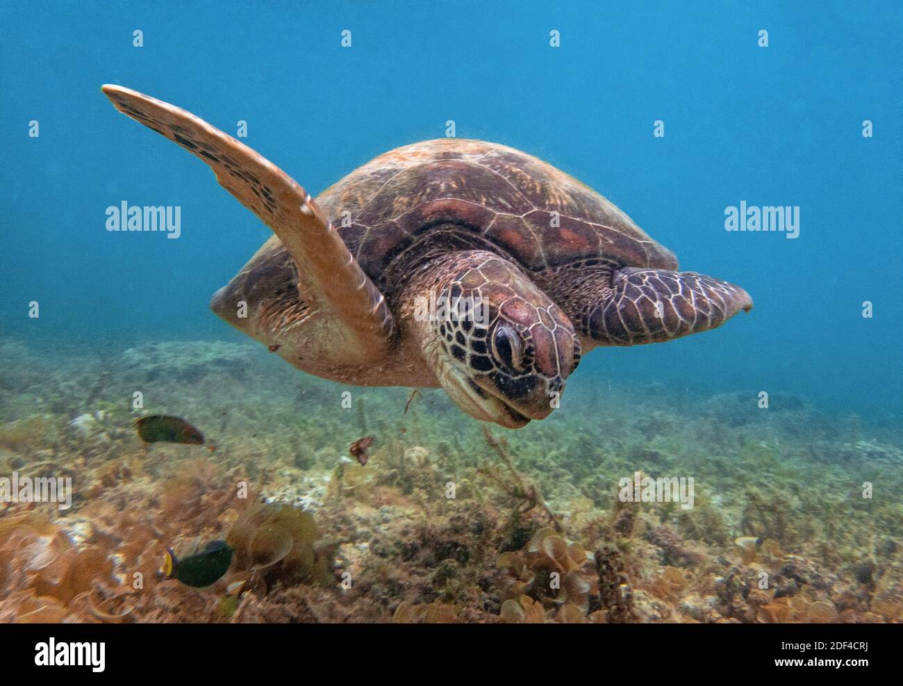 Green sea turtle (Chelonia mydas) off Siquijor Island in the Philippines in February 2020. Photo by Christophe Geyres/ABACAPRESS.COM Stock Photo