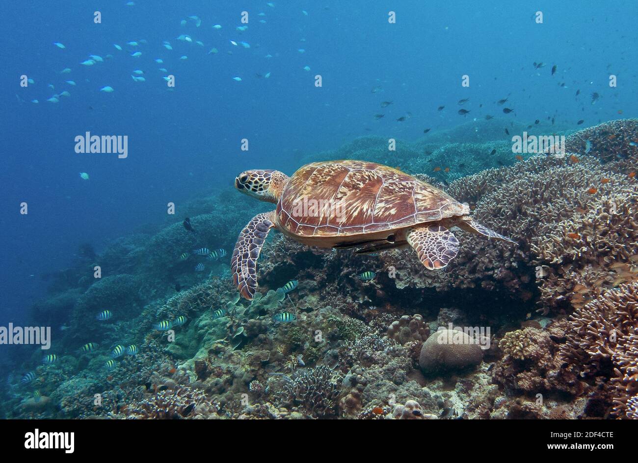 Green sea turtle (Chelonia mydas) off Siquijor Island in the Philippines in February 2020. Photo by Christophe Geyres/ABACAPRESS.COM Stock Photo