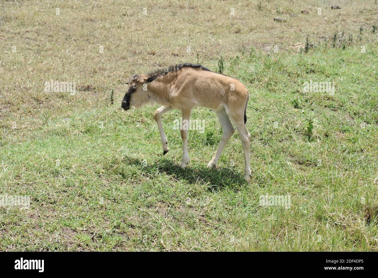 A baby wildebeest walking in the Ngorongoro Crater, Tanzania, Africa. Stock Photo