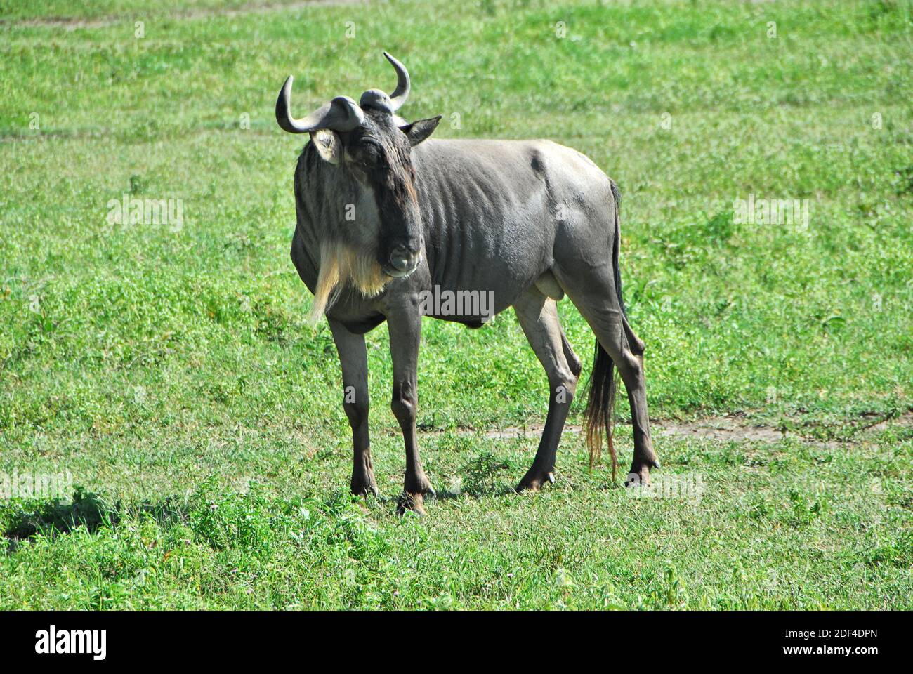A mother wildebeest turns to check on her baby, in the Ngorongoro Crater, in Tanzania, Africa. Stock Photo
