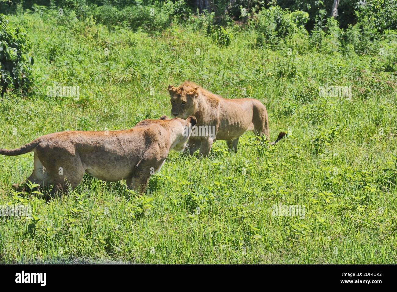 A female and male lion walk around each other in the Ngorongoro Crater and Conservation Area, Tanzania, Africa. Stock Photo
