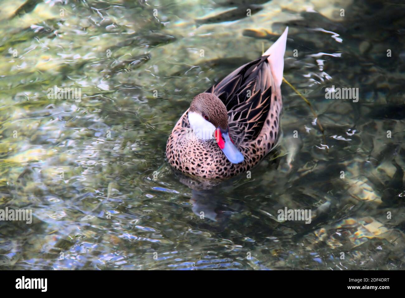 White-cheeked Pintail duck swimming in a pond on the North Coast of Jamaica. Stock Photo