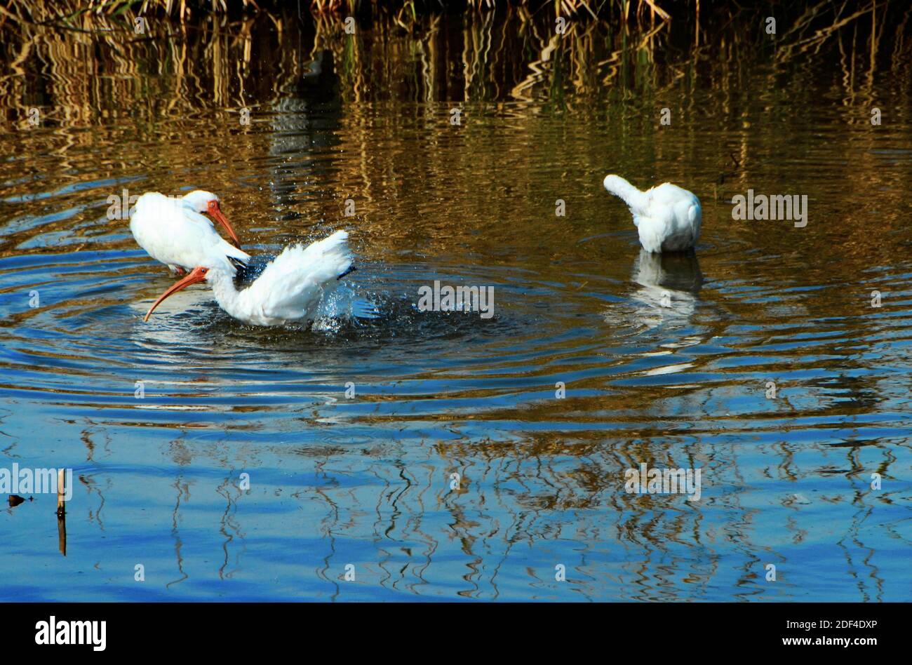 Three white Ibis birds bathing at the South Padre Island Birding and Nature Center, in South Texas, U.S.A.. Stock Photo