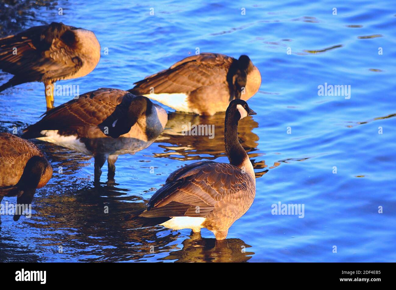 Geese Setting Canada Geese Warming Up in the Setting Sun Stock Photo - Alamy