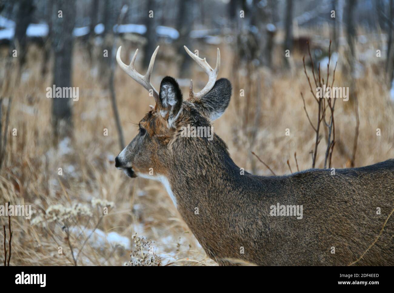 A side view of a male deer standing amidst tall dry grass and tree trunks by Thunder Bay, Ontario, Canada. Stock Photo