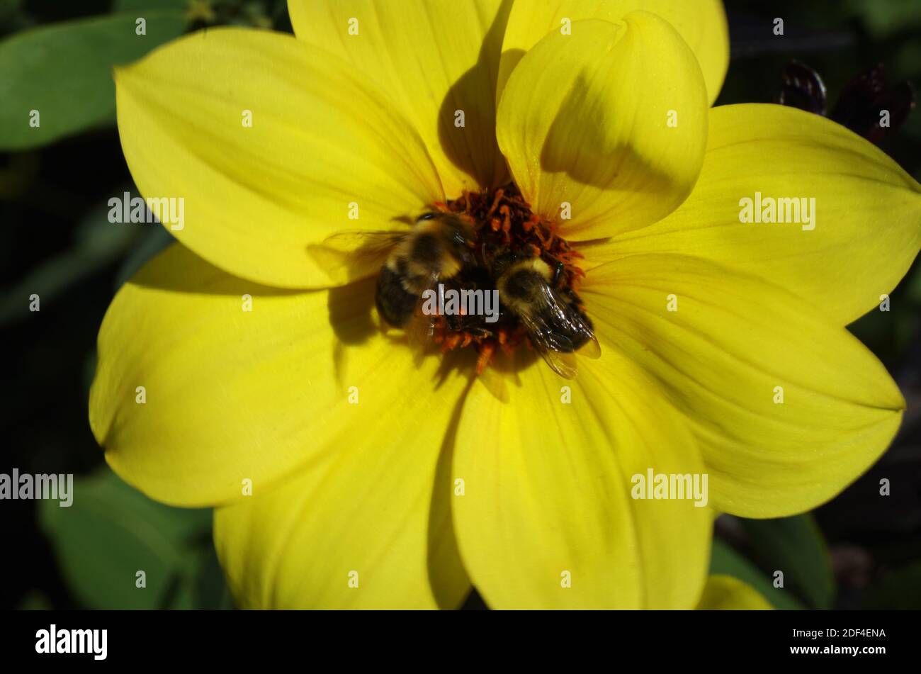 Two bees on Single Flowered Dahlia Stock Photo