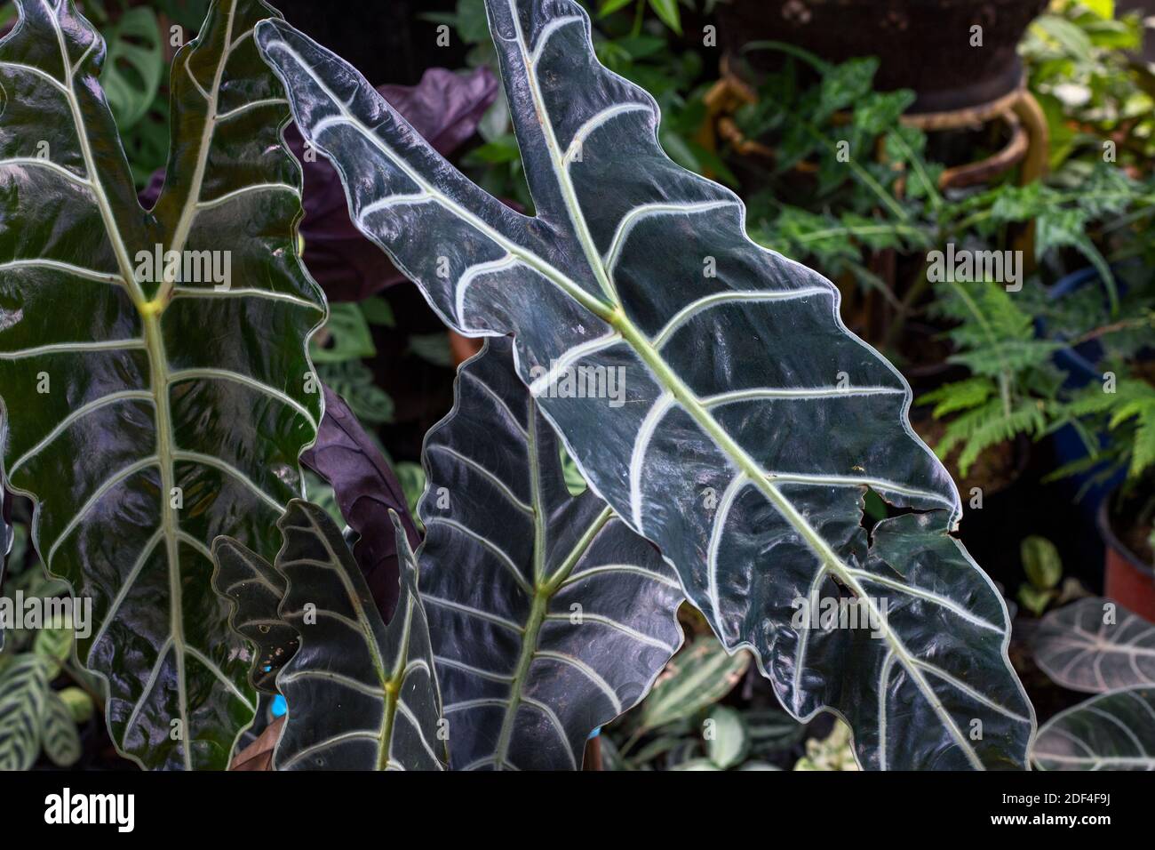 Tropical leaf closeup photo. Exotic garden plant. Deep green leafy background. Tropical plant with carved leaf in botanical garden. Exotic leaf moody Stock Photo