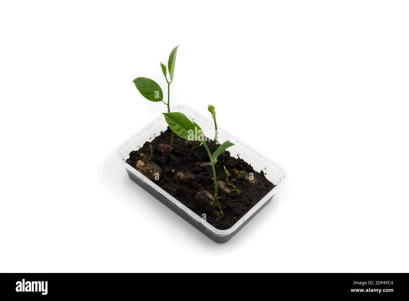 Green sapling from seed in plastic tray on white background. Growing plant from seed concept. Slow and steady development. Fresh green saplings in bla Stock Photo