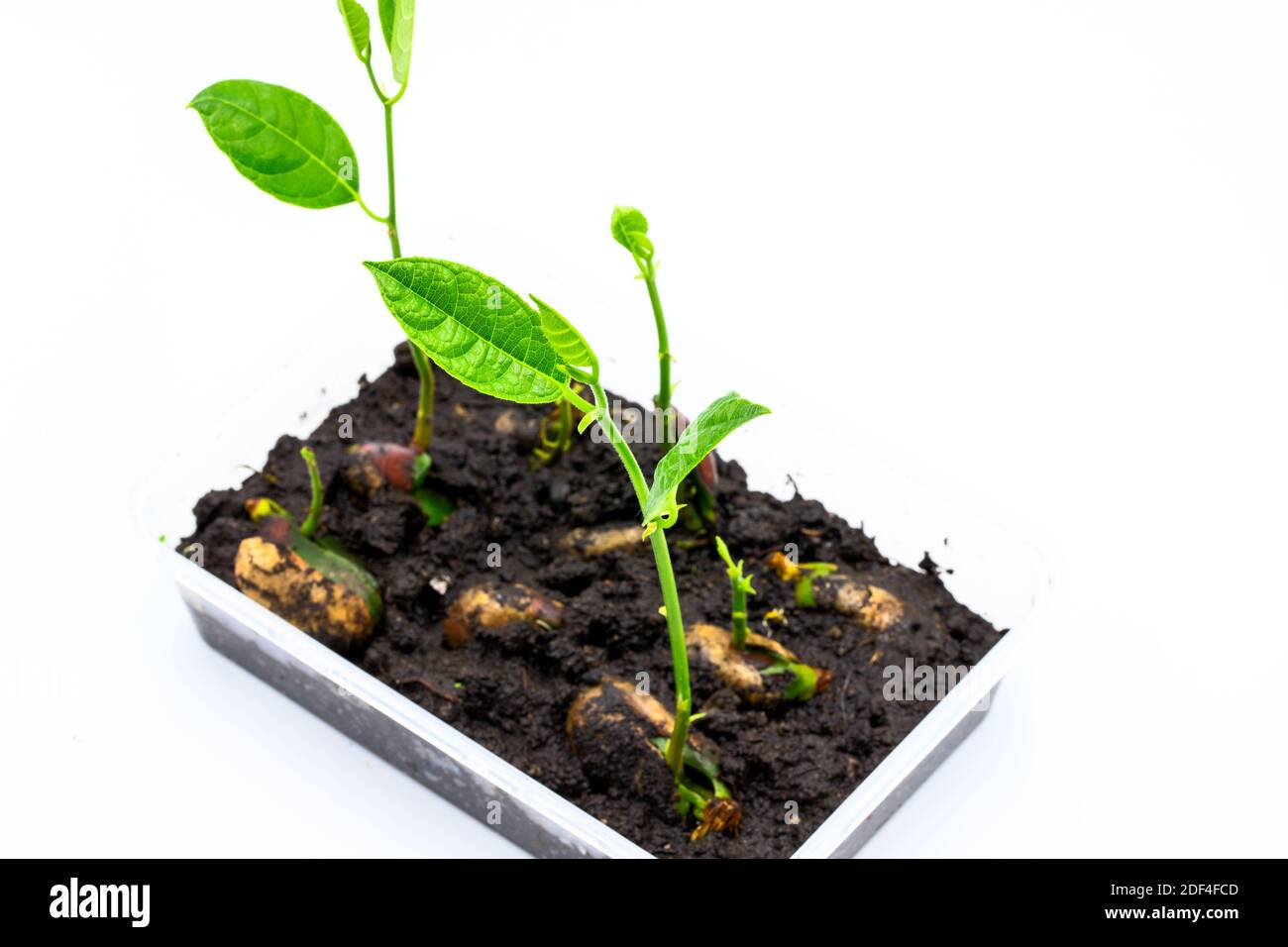 Green seedling in plastic box, fruit seed growing up photo. Growing plant from seed concept. Slow and steady development. Fresh green saplings in blac Stock Photo
