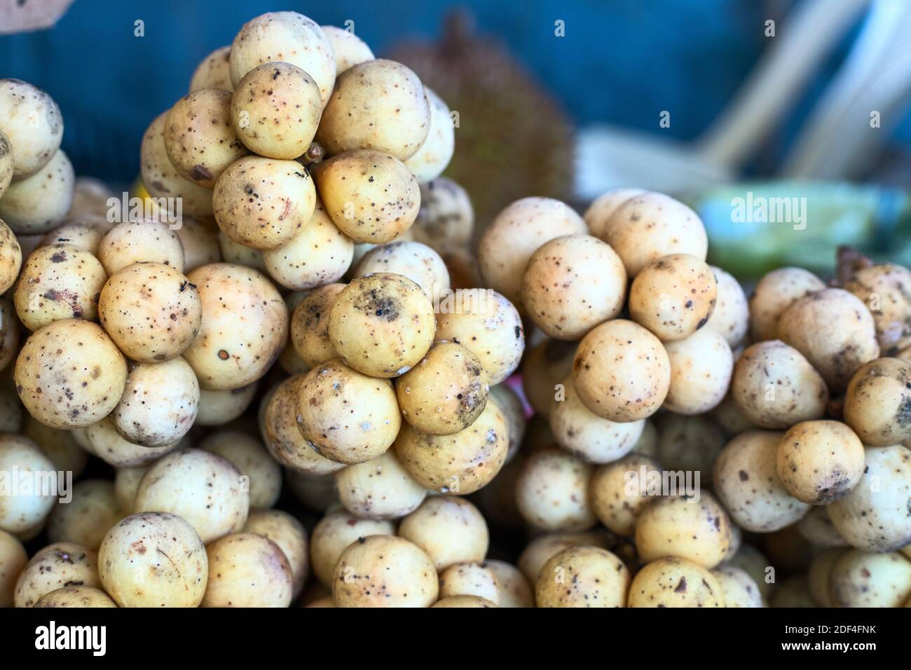 Lanzones philippines hires stock photography and images Alamy