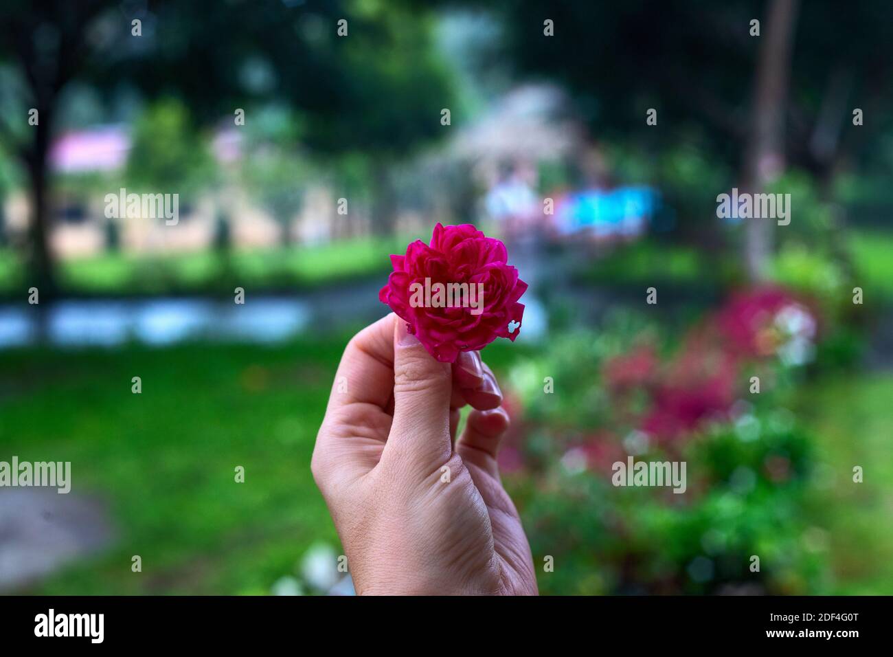 Small red flower in woman hand with summer landscape background. Red rose in hand. Tropical gardening concept photo. Summer garden with blooming flowe Stock Photo