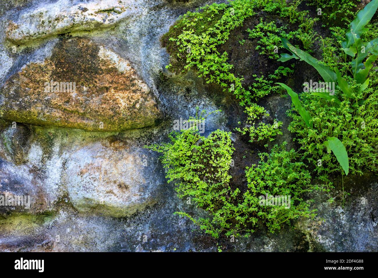 Rustic wet mossy stone closeup photo. Wet tropical climate stone wall with green plants. Moss and orchid leaf on stonewall. Old wall texture with rock Stock Photo