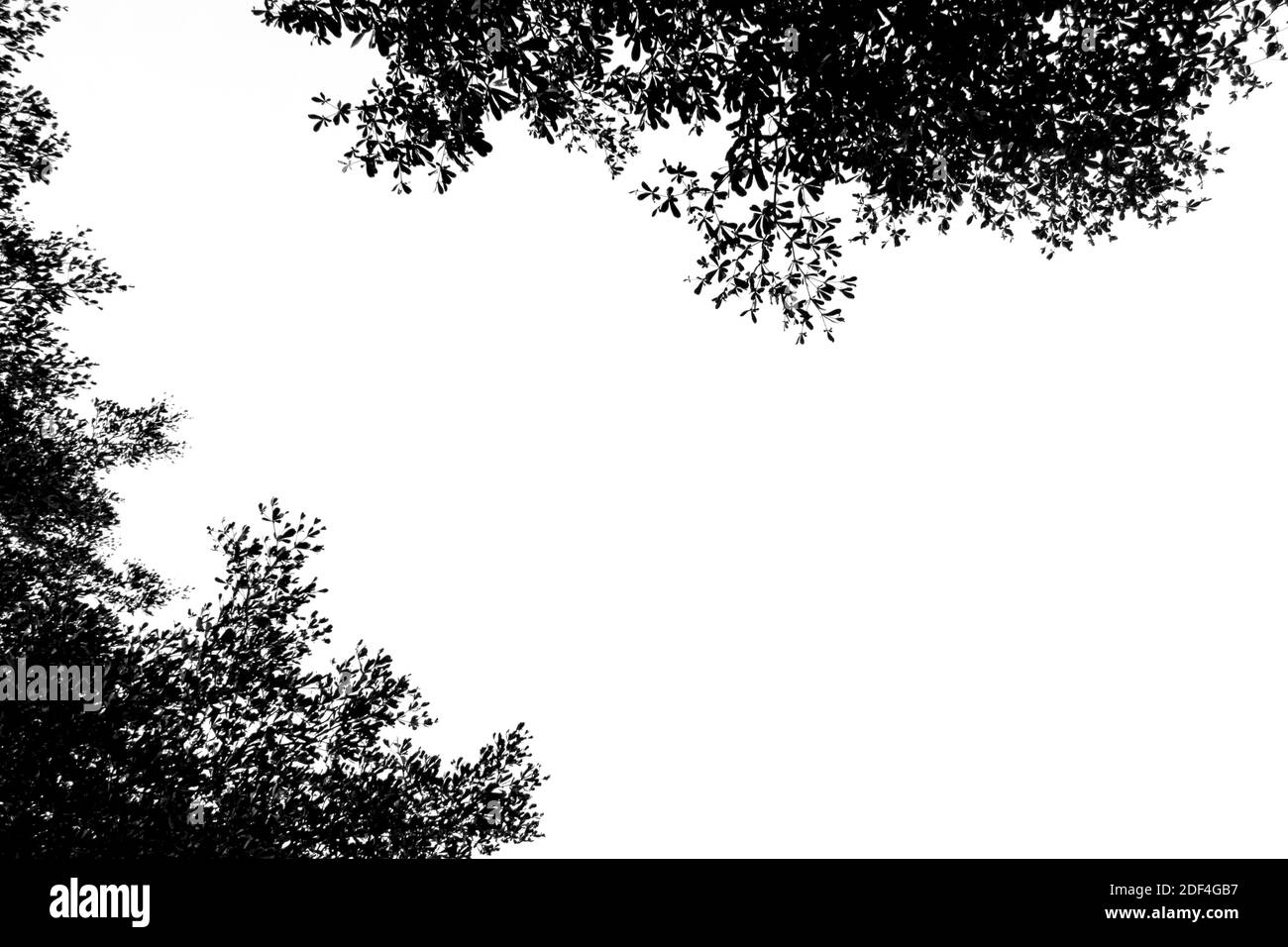 Black Branches of trees on white background Stock Photo Alamy