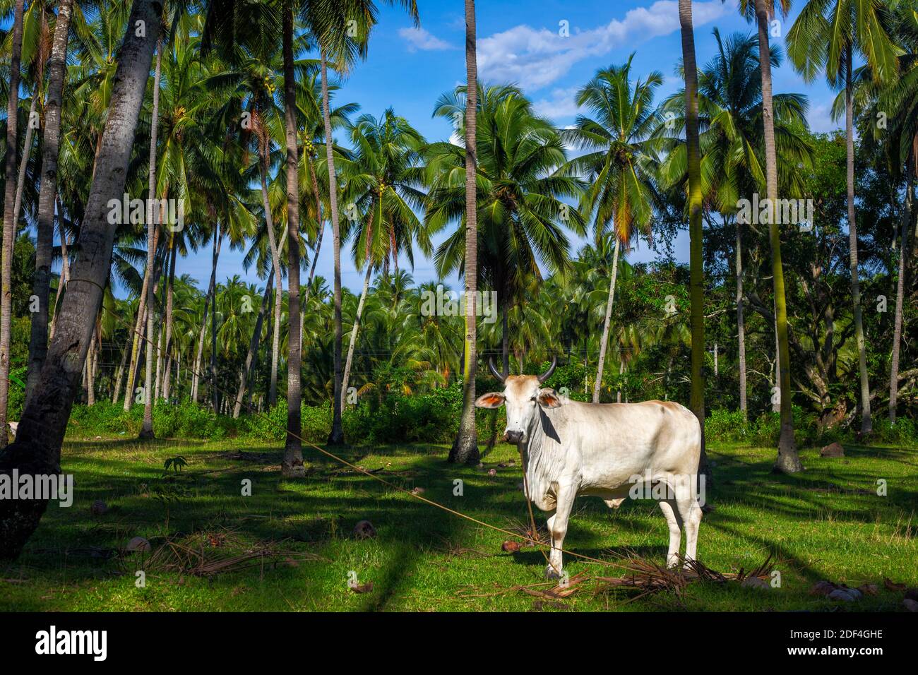 White cow on sunny pasture, green tropical landscape. South Asia agriculture land with pasture and palm tree farm. Happy cow on free range. 2021 year Stock Photo