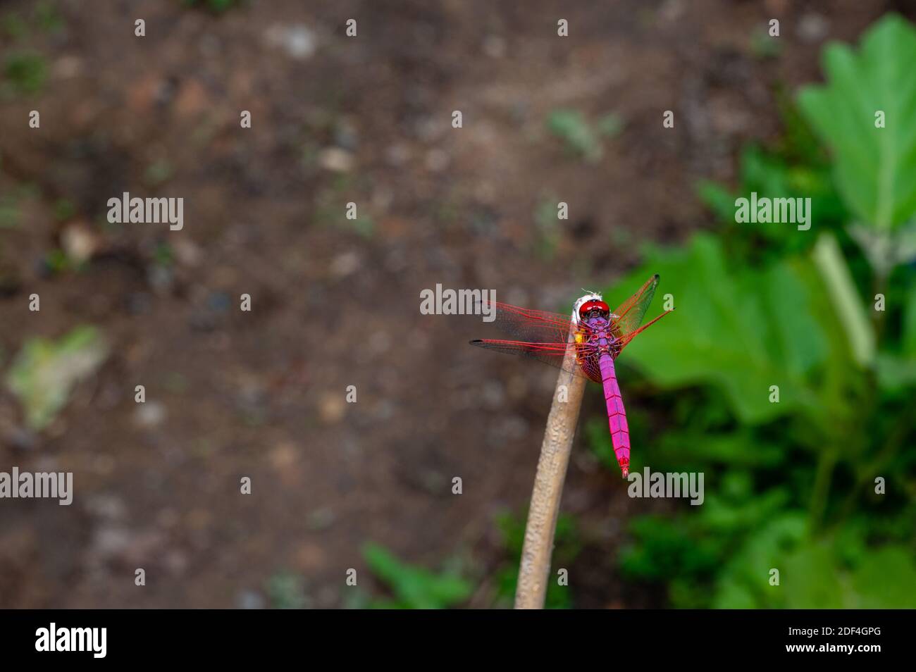 Aurora dragonfly basking on a stick ; natural Beaty Stock Photo