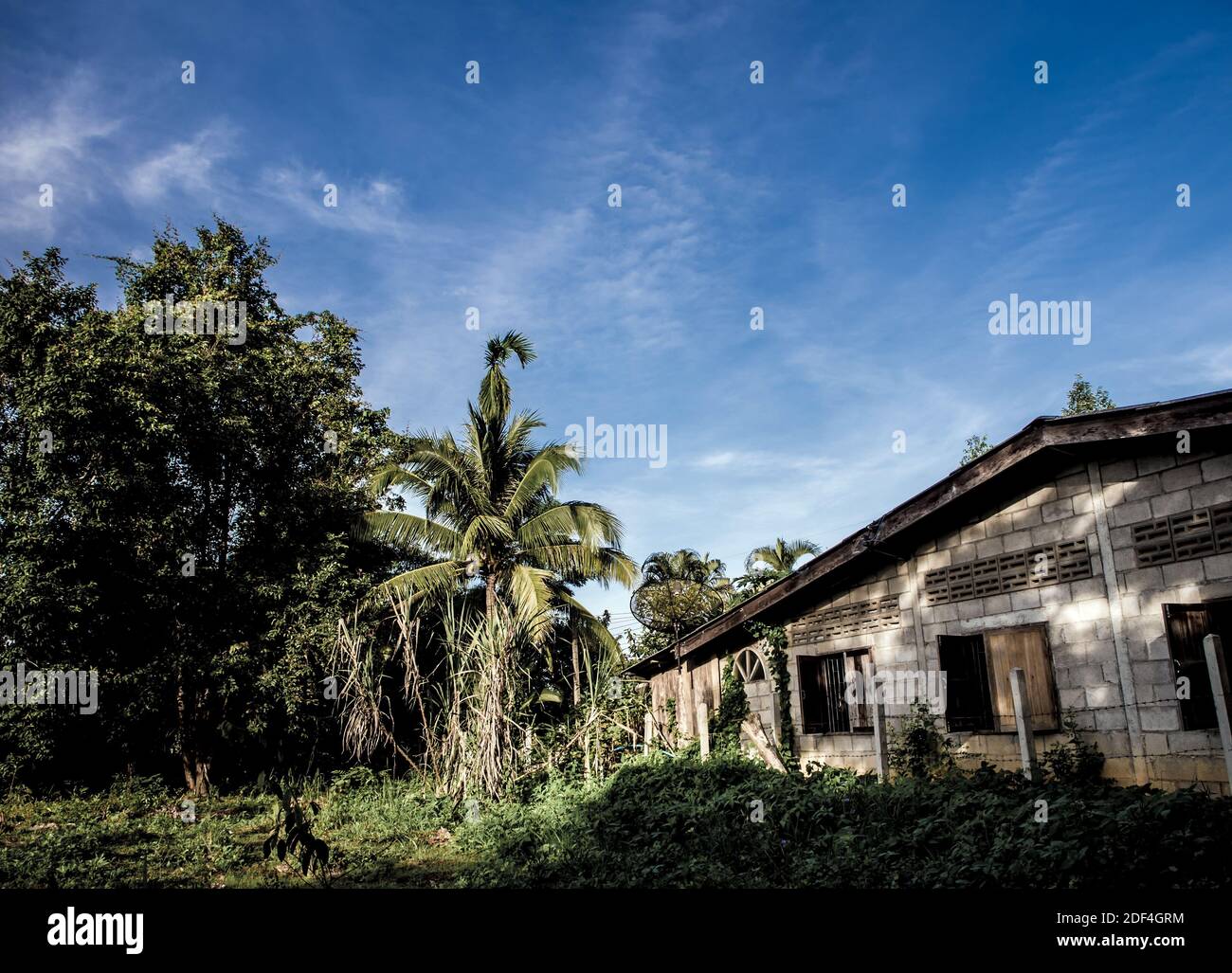 Overgrown Building Tree Overgrown tree house hi-res stock photography and images - Alamy
