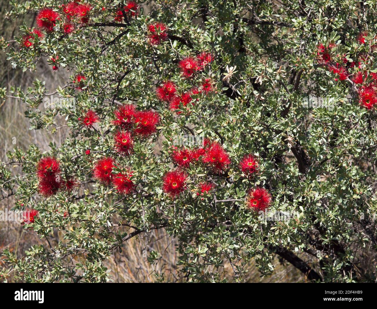 Red flowering Granite Kunzea, The Humps, Hyden, Western Australia Stock Photo