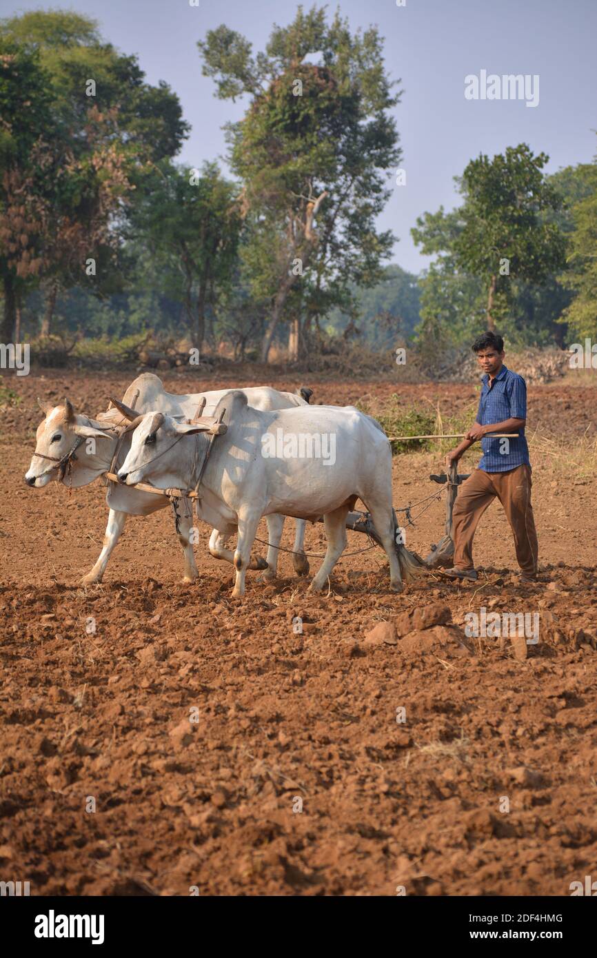Page 5 Ox Plough High Resolution Stock Photography And Images Alamy