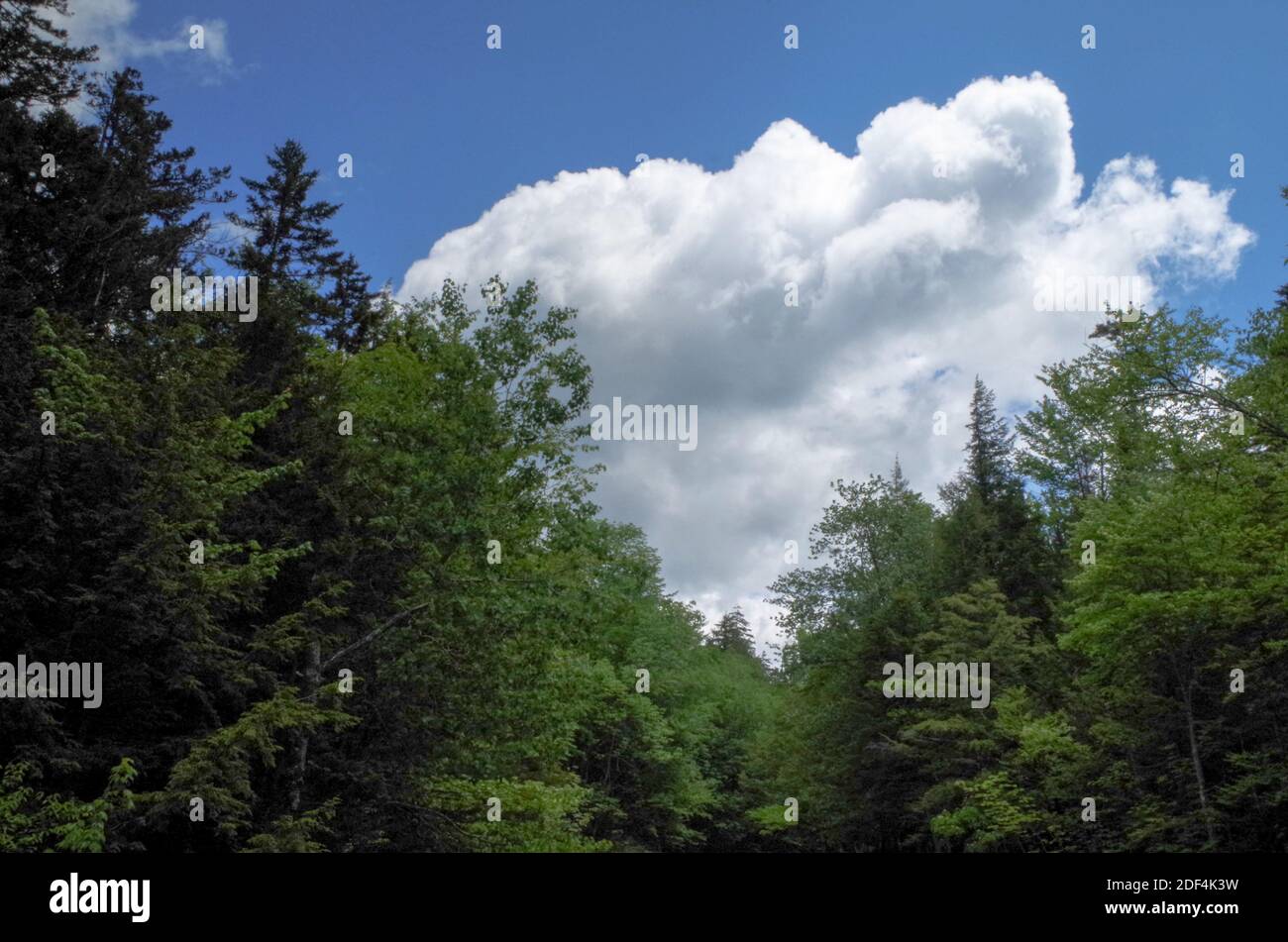 Treeline and Peaking Clouds, NH Stock Photo