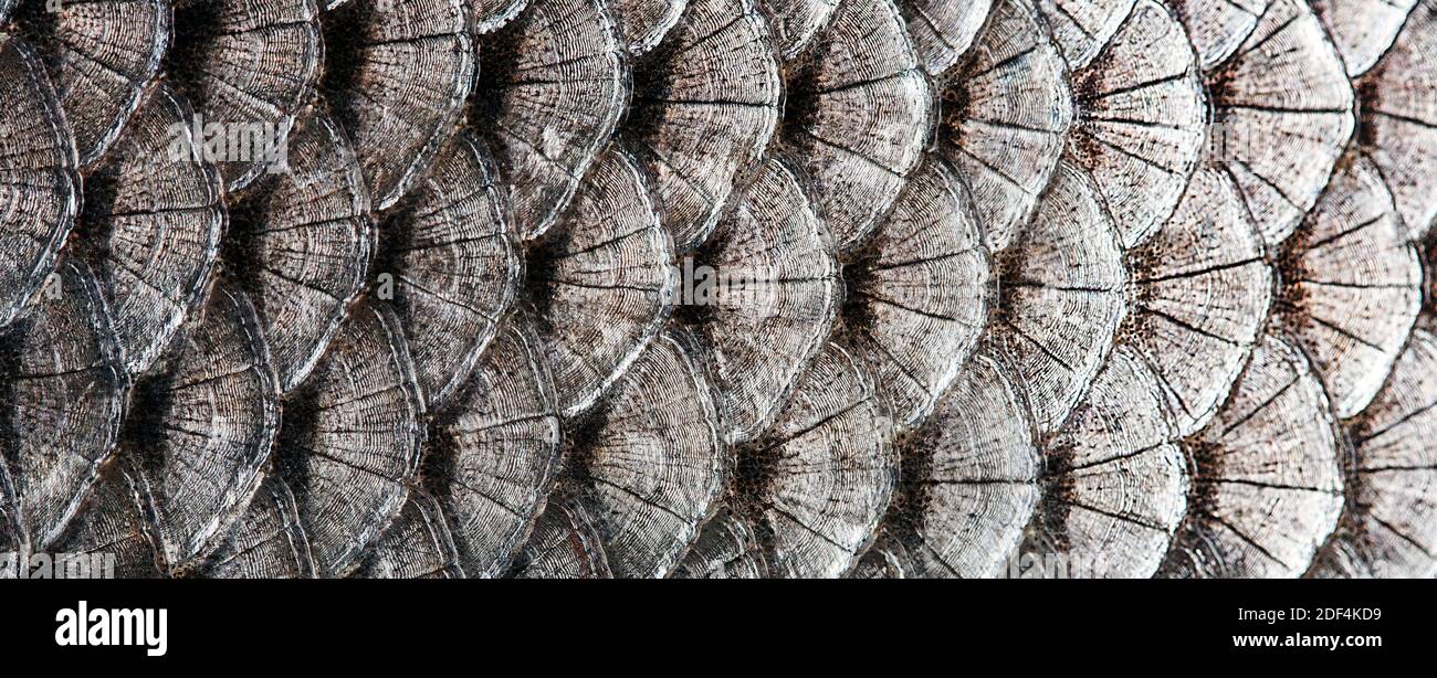 Freshwater Fish With Big Scales High Resolution Stock Photography and Images Alamy
